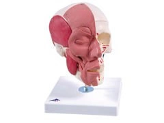 Model czaszki z mięśniami twarzy A300