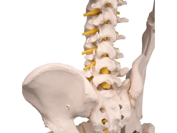 Ruchomy model 3D szkieletu Fred A15