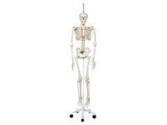 Fizjologiczny model szkieletu Phil A15/3
