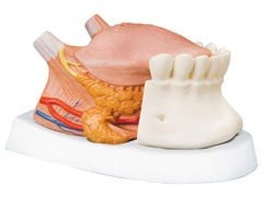 Model języka T12010