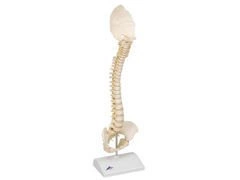 Model kręgosłupa dziecka A52