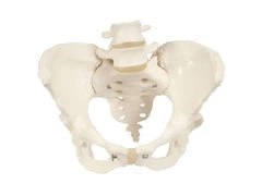 Model miednicy żeńskiej A61