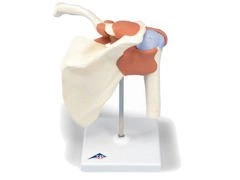 Model stawu barkowego A80