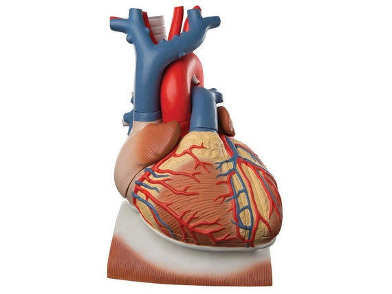 Model serca na przeponie 10-częściowy VD251