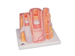 Model żyły i tętnicy MICROanatomy™ G42