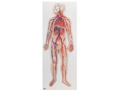 Układ krwionośny G30