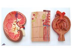 Przekrój nerki, nefronów i ciałka nerkowego K11