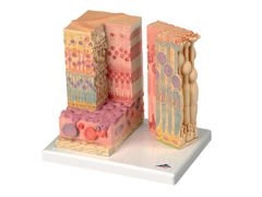 Model oka MICROanatomy™ F16