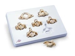 Zestaw 7 kręgów szyjnych A790