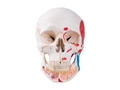 Klasyczny model czaszki z odkrytą żuchwą i zaznaczonymi przyczepami mięśni A22/1