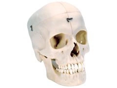 Model czaszki BONElike™ A281