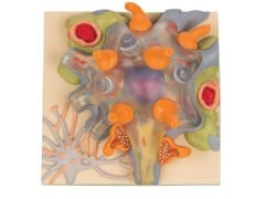 Model budowa komórki neuronowej C40/1