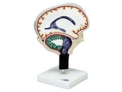 Model krążenie płynu mózgowo-rdzeniowego W19027