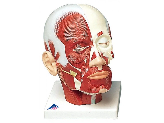 Model głowy z układem mięśniowym VB127