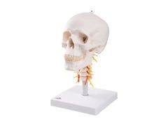 Klasyczny model czaszki z kręgami szyjnymi 4-częściowy A20/1