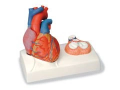 Model serca 5-częściowy G01