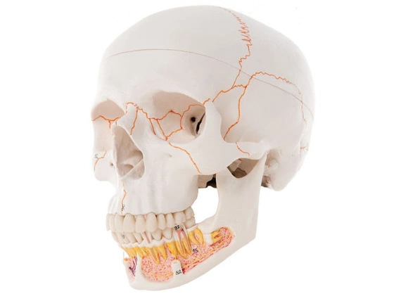 Klasyczny model czaszki z odkrytą żuchwą A22